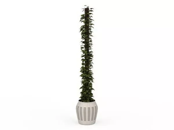 Indoor Garden Climbing Ivy Plants 3d model Indoor Garden Climbing Ivy Plants 3d model