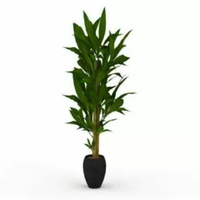 Indoor Potted Dracaena Corn Plant 3d model