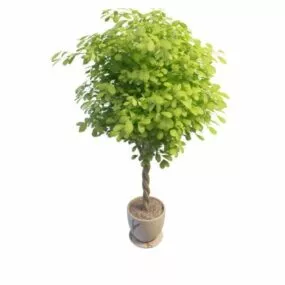 Indoor Ornamental Tree 3d model