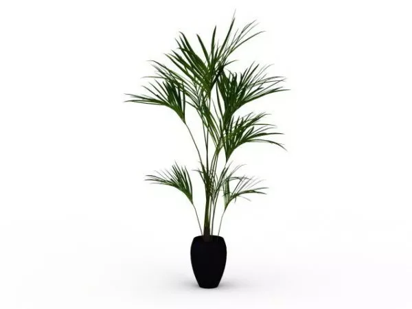 Indoor Potted Palm Tree 3d model Indoor Potted Palm Tree 3d model