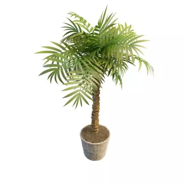 Indoor Potted Small Palm Trees 3d model Indoor Potted Small Palm Trees 3d model