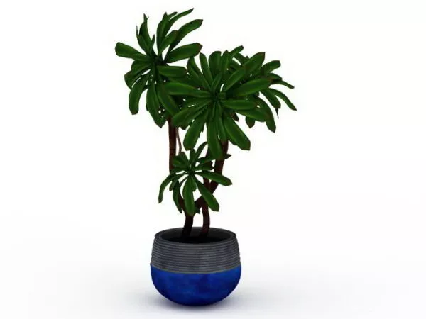 Simple Indoor Tree Plants 3d model Simple Indoor Tree Plants 3d model