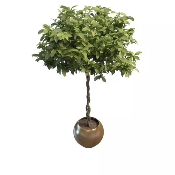 Indoor Plant Tree With Braided Trunk 3d model Indoor Plant Tree With Braided Trunk 3d model