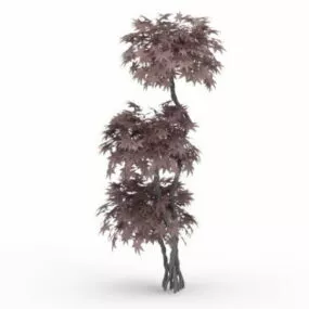 Japanese Plant Maple Ornamental Tree 3d model