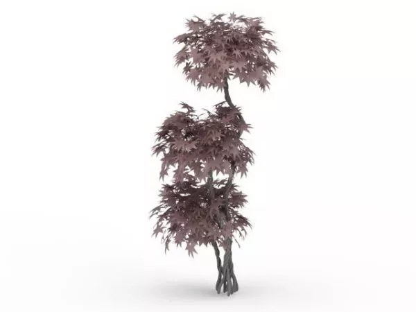 Ornamental Dwarf Maple Tree 3d model