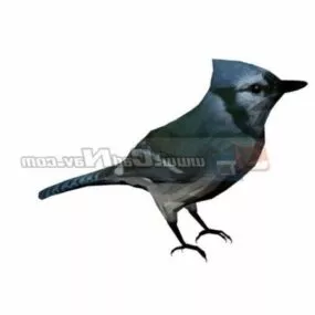 Animal Kingfisher 3d model