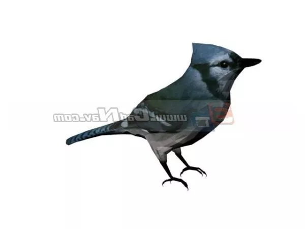 Animal Kingfisher 3d model Animal Kingfisher 3d model