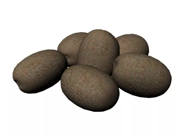 Fresh Kiwi Fruit 3d model Fresh Kiwi Fruit 3d model
