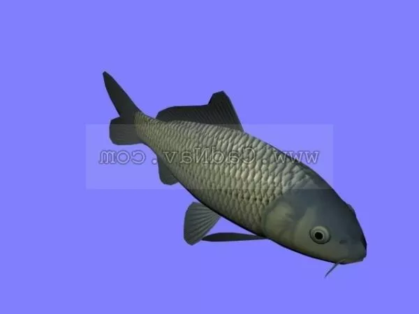 Animal Koi Fish 3d model Animal Koi Fish 3d model