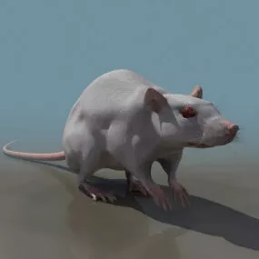 Animal Laboratory Mouse 3d model