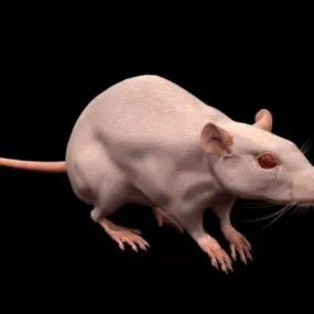 Animal Laboratory Rat 3d model