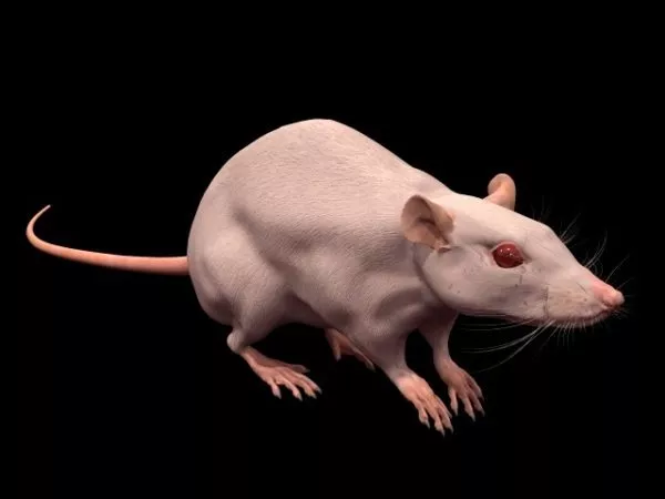 Cartoon Rat Character 3d model