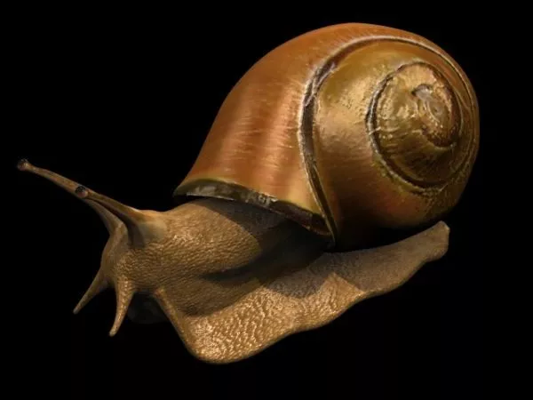 Animal Land Snail 3d model Animal Land Snail 3d model