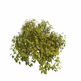 Outdoor Landscape Berry Tree 3d model