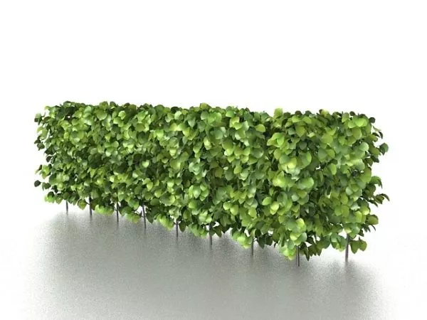 Monrovia Shrub Plant 3d model