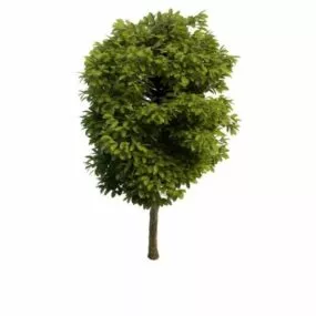 Garden Landscape Tree 3d model