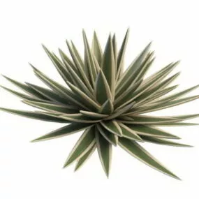 Large Agave Outdoor Plants 3d model