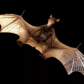 Wild Large Bat 3d model