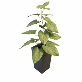 Indoor Home Large Leaf Plants 3d model