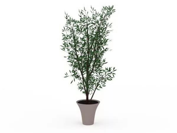 Indoor Large Potted Tree 3d model Indoor Large Potted Tree 3d model