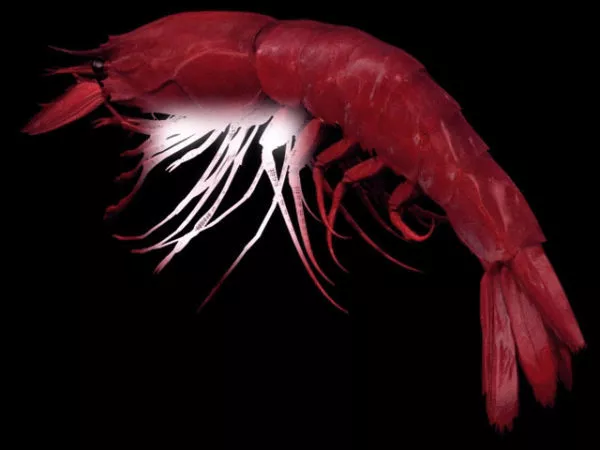 Red Sea Prawn 3d model