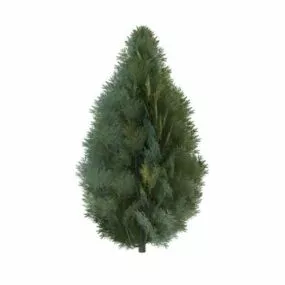 Leyland Cypress Garden Tree 3d model