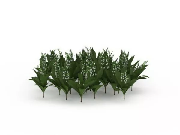 Outdoor Lily Of The Valley Plant 3d model Outdoor Lily Of The Valley Plant 3d model