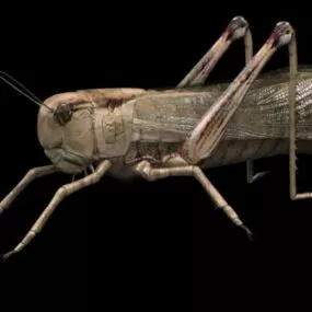 Animal Locusts Grasshopper 3d model
