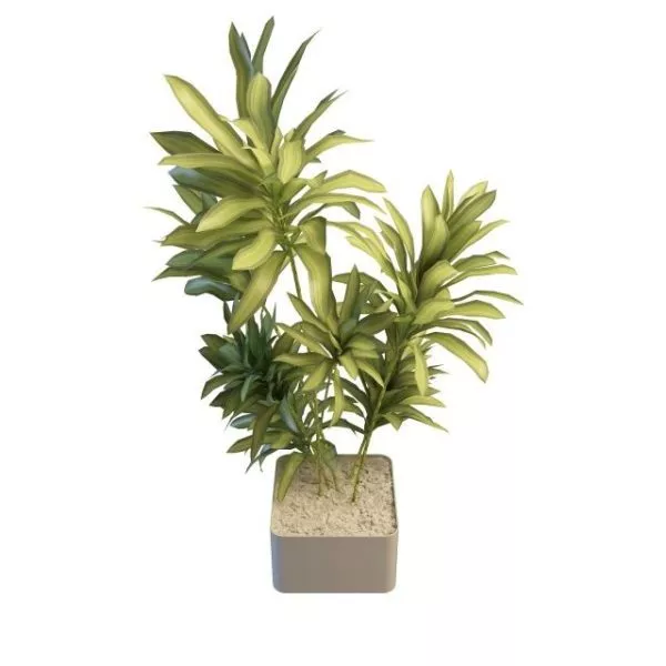 Long Leaf Office Indoor Tree 3d model Long Leaf Office Indoor Tree 3d model