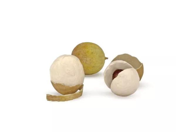 Tropical Longan Fruit 3d model Tropical Longan Fruit 3d model