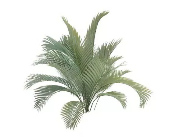 Majesty Palm Garden Tree 3d model Majesty Palm Garden Tree 3d model