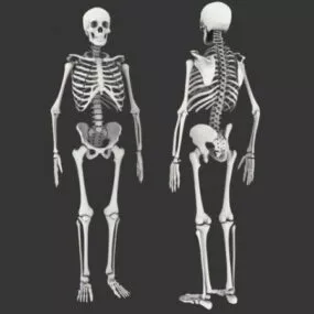 Anatomy Male Human Skeleton 3d model