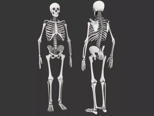 Human Skeleton Full Set 3d model