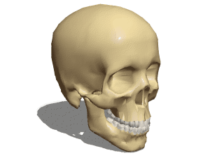 Skull Island Sculpture 3d model