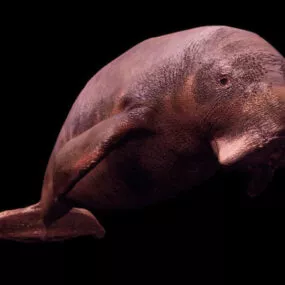 Wild Marine Mammal Dugong 3d model