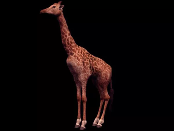Beautiful Wild Giraffe 3d model