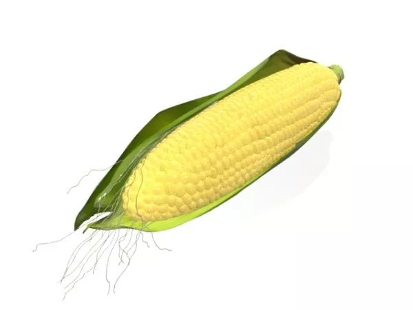Mature Maize Ear Vegetable 3d model Mature Maize Ear Vegetable 3d model