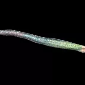 Animal Mediterranean Moray 3d model