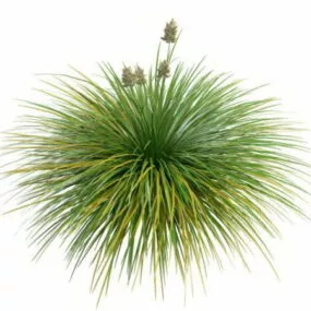 Garden Feather Grass 3d model