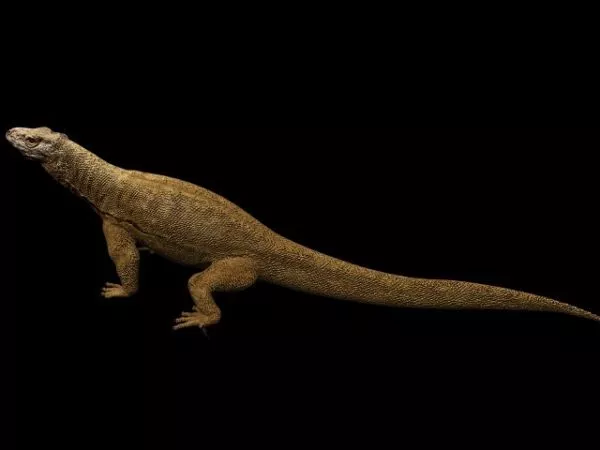 Animal Lizards Komodo Dragon 3d model Animal Lizards Komodo Dragon 3d model