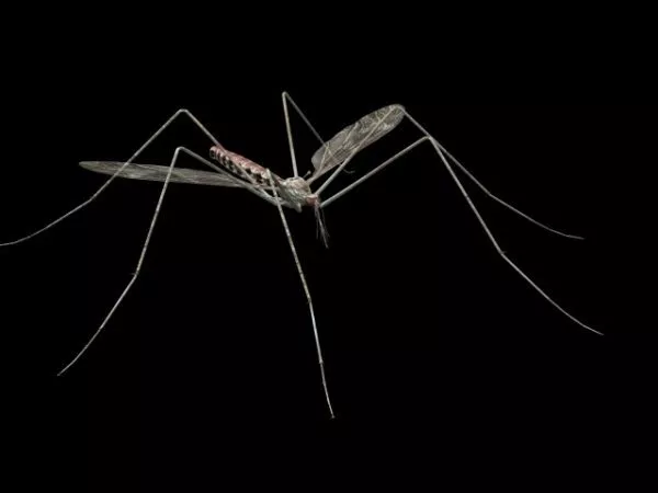Animal Mosquito 3d model Animal Mosquito 3d model