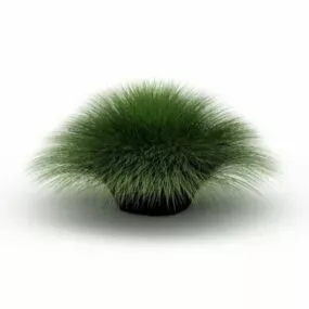 Outdoor Garden Muhlenbergia Grass 3d model