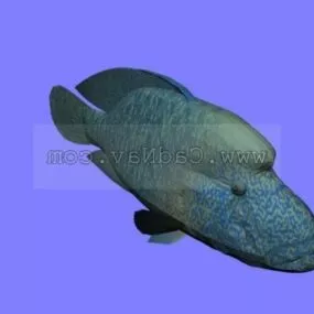 Animal Napoleon Fish 3d model