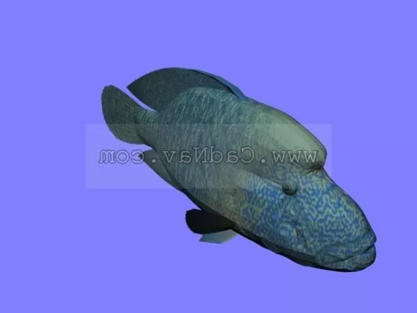 Orange Lined Cardinalfish Fish 3d model