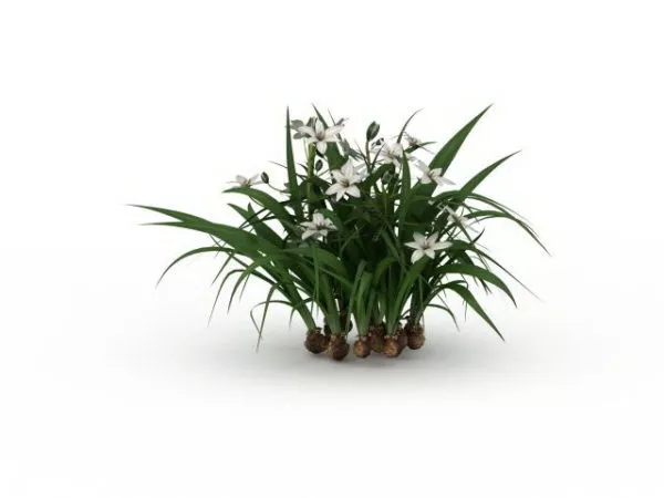 Garden Narcissus Plants 3d model Garden Narcissus Plants 3d model