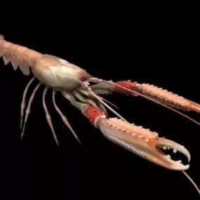 Animal Norway Lobster 3d model
