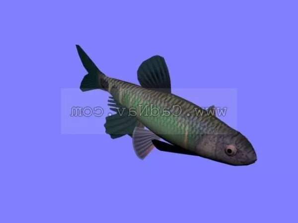 Sea Bass Fish Rigged 3d model