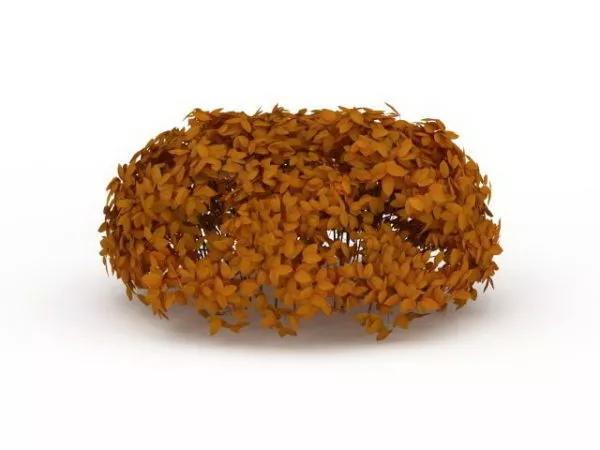 Orange Leaf Garden Shrubs 3d model Orange Leaf Garden Shrubs 3d model