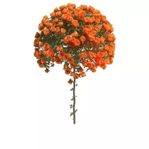Orange Rose Ball 3d model Orange Rose Ball 3d model