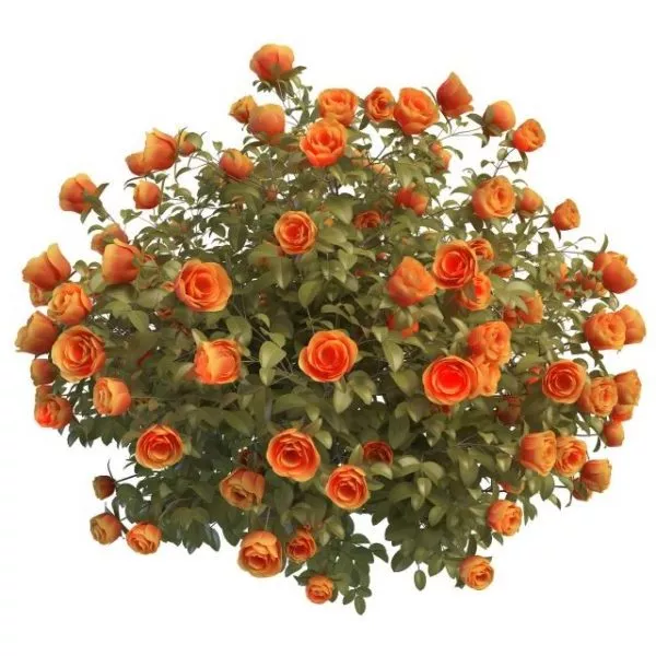 Orange Rose Garden Bushes 3d model Orange Rose Garden Bushes 3d model